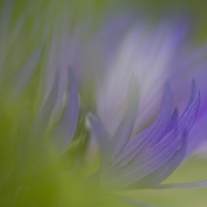 Mountain Cornflower (Centaurea montana) close-up of flower, abstract soft focus