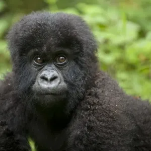 Mountain Gorilla Baby Print Mountain Gorilla Baby Print
