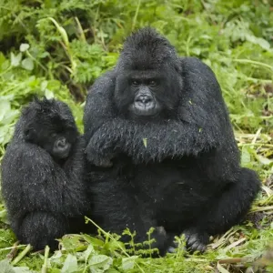 Mountain Gorilla Immature and Baby Print Mountain Gorilla Immature and Baby Print