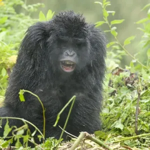Mountain Gorilla Young Print Mountain Gorilla Young Print
