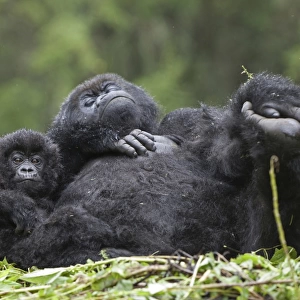 Mountain Gorilla (Gorilla beringei beringei) adult female with young, resting on nest, Volcanoes N. P