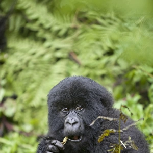 Mountain Gorilla (Gorilla beringei beringei) young, feeding, sitting in vegetation, Volcanoes N. P