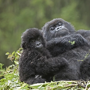 Mountain Gorilla (Gorilla beringei beringei) adult female with young, resting on nest, Volcanoes N. P. Virunga Mountains, Rwanda