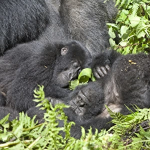 Mountain Gorilla (Gorilla beringei beringei) young, sleeping in vegetation, Volcanoes N. P. Virunga Mountains, Rwanda