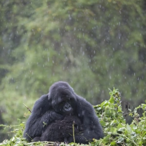 Mountain Gorilla (Gorilla beringei beringei) adult female with young, sitting on nest during rainfall, Volcanoes N. P. Virunga Mountains, Rwanda
