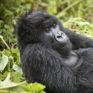 Mountain Gorilla (Gorilla beringei beringei) blackback immature male, resting in vegetation, Volcanoes N. P