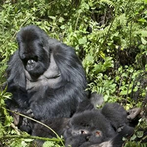 Mountain Gorilla (Gorilla beringei beringei) silverback adult male grooming playing young, Volcanoes N. P