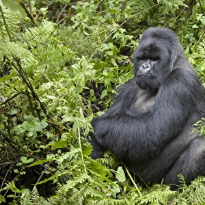 Mountain Gorilla (Gorilla beringei beringei) silverback adult male, sitting in vegetation, Volcanoes N. P
