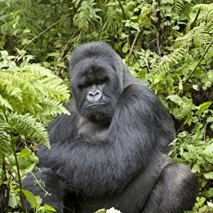 Mountain Gorilla (Gorilla beringei beringei) silverback adult male, sitting in vegetation, Volcanoes N. P