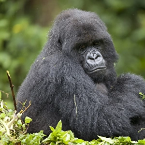 Mountain Gorilla (Gorilla beringei beringei) adult female with young, sitting on nest, Volcanoes N. P