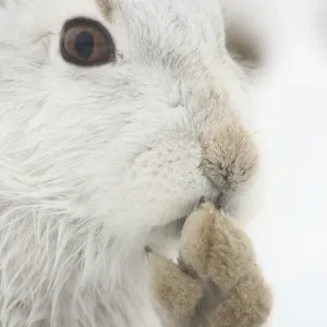 Mountain Hare (Lepus timidus) adult, white winter coat, close-up of head, grooming foot, in snow, Strathspey, Cairngorm N. P. Highlands, Scotland, december Mountain Hare (Lepus timidus) adult, white winter coat, close-up of head, grooming foot, in snow, Strathspey, Cairngorm N. P. Highlands, Scotland, december