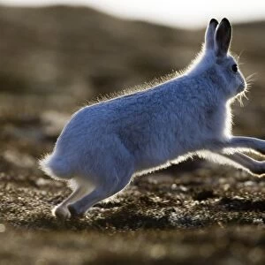Mountain Hare (Lepus timidus) adult, white winter coat, backlit, running on hillside, Cairngorm N. P