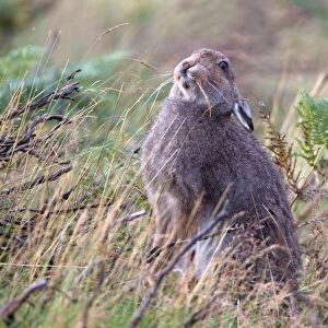 Mountain Hare (Lepus timidus) adult, feeding on grass seeds, sitting amongst burnt heather and bracken on moorland