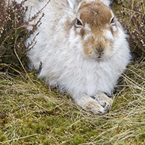 Mountain Hare Lepus timidus adult, moulting winter coat, resting amongst heather on moorland, Lammermuir Hills