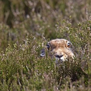 Mountain Hare (Lepus timidus) adult, summer coat, resting amongst heather on moorland, Lammermuir Hills
