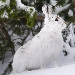 Mountain Hare (Lepus timidus) adult, in winter coat, standing alert in front of snow covered pines, Cairngorms N. P