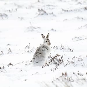 Mountain Hare (Lepus timidus) adult, in winter coat, sitting on snow covered mountainside, Glen Clunie, Cairngorms N. P