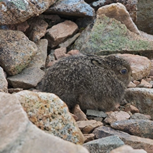 Mountain Hare (Lepus timidus) young, sitting in scree on moorland, Buachaille Etive Mor, Glen Etive, Highlands