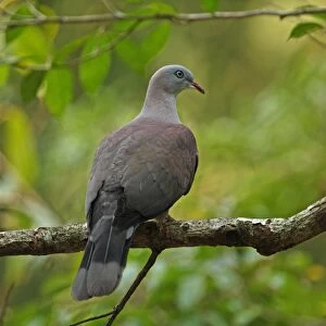 Mountain Imperial-pigeon (Ducula badia griseicapilla) adult, perched on branch, Kaeng Krachan N. P. Thailand, february