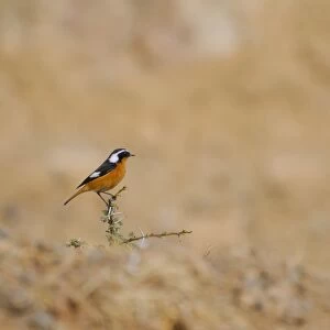 Moussier's Redstart (Phoenicurus moussieri) adult male, perched on thorn twig in habitat, High Atlas, Morocco, january