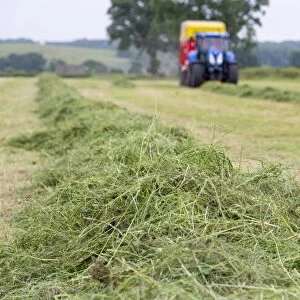 Mowed grass in field ready to be picked up by tractor with forage wagon, Grimsargh, Preston, Lancashire, England, July