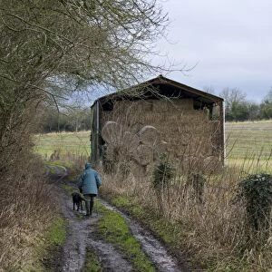 Muddy farm track with person walking dog, near barn with straw bales, Dorset, England, january
