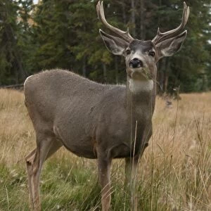Mule Deer (Odocoileus hemionus) buck, feeding, standing in grass at edge of forest, Yukon, Canada, september