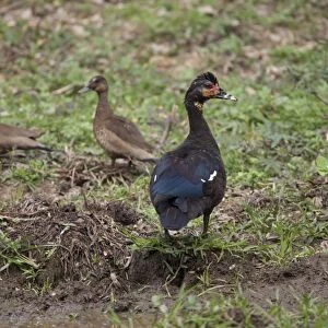 Muscovy Duck (Cairina moschata) adult female, with Brazilian Teal (Amazonetta brasiliensis) adult pair, standing on bank, Pantanal, Mato Grosso, Brazil