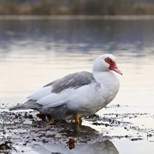 Muscovy Duck (Cairina moschata forma domestica) introduced feral species, adult