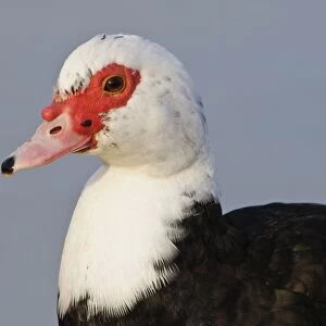Muscovy Duck (Cairina moschata forma domestica) introduced feral species, adult, close-up of head, Ashby Ville Lake