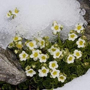 Musky Saxifrage (Saxifraga exarata ssp. exarata) flowering, emerging through snow at snowline, Swiss Alps, Switzerland