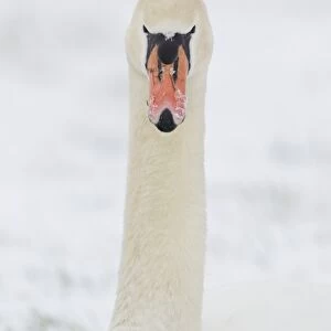 Mute Swan (Cygnus olor) adult, close-up of head and neck, with snow on beak, Suffolk, England, february