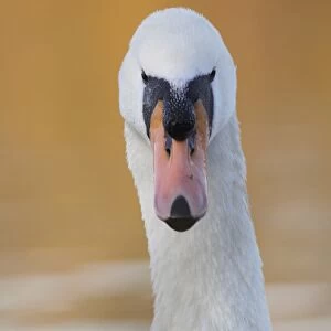 Mute Swan (Cygnus olor) adult, close-up of head and neck, on lake, West Yorkshire, England, November