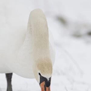 Mute Swan (Cygnus olor) adult, feeding, grazing on grass in snow covered field, Suffolk, England, february