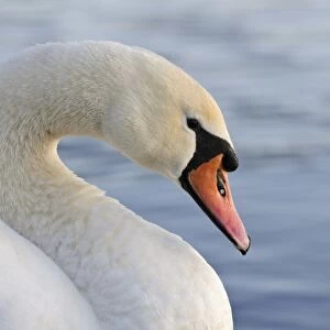 Mute Swan (Cygnus olor) adult female, close-up of head and neck, Southmere Lake, Thamesmead, Greenwich, London