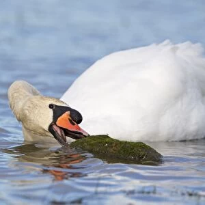 Mute Swan (Cygnus olor) adult male, swimming, feeding on moss on partly submerged rock, Suffolk, England, November