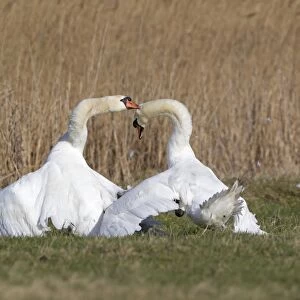 Mute Swan (Cygnus olor) two adult males, fighting, territorial dispute on grazing marsh, Suffolk, England, february