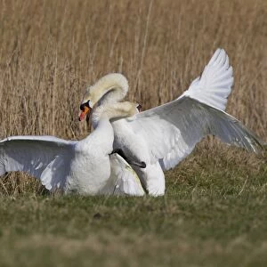 Mute Swan (Cygnus olor) two adult males, fighting, territorial dispute on grazing marsh, Suffolk, England, february
