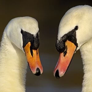 Mute Swan (Cygnus olor) adult pair, in courtship display, close-up of heads, Nottinghamshire, England, february