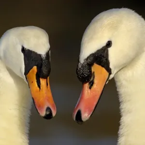 Mute Swan (Cygnus olor) adult pair, in courtship display, close-up of heads, Nottinghamshire, England, february Mute Swan (Cygnus olor) adult pair, in courtship display, close-up of heads, Nottinghamshire, England, february