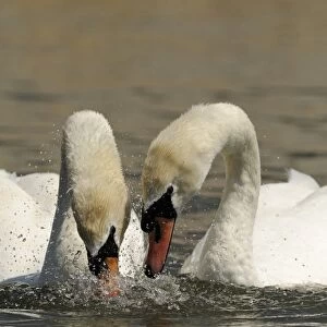 Mute Swan (Cygnus olor) adult pair, dipping heads into water in unison, courtship behaviour on water, Oxfordshire