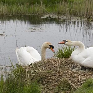 Mute Swan (Cygnus olor) adult pair, female standing on nest with eggs and cygnets, male swimming, Suffolk, England, May