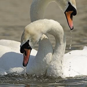 Mute Swan (Cygnus olor) adult pair, with necks entwined, courtship behaviour on water, Oxfordshire, England, May