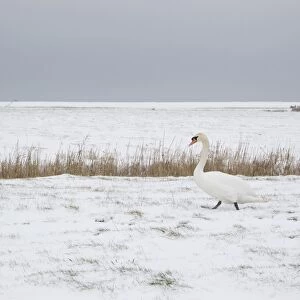 Mute Swan (Cygnus olor) adult, walking on snow covered grazing marsh habitat, Suffolk, England, february