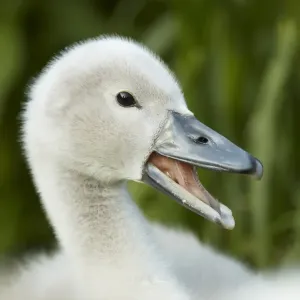 Mute Swan (Cygnus olor) cygnet, calling, close-up of head, Shropshire, England, june Mute Swan (Cygnus olor) cygnet, calling, close-up of head, Shropshire, England, june