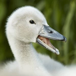 Mute Swan (Cygnus olor) cygnet, calling, close-up of head, Shropshire, England, june