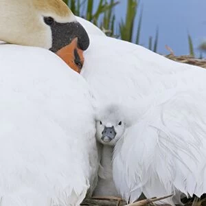 Mute Swan (Cygnus olor) cygnet, sheltering under adult female at nest, Suffolk, England, May