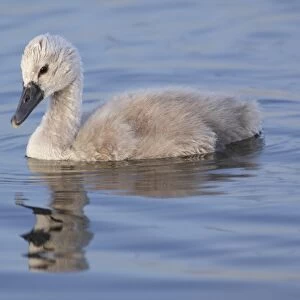 Mute Swan (Cygnus olor) cygnet, swimming, West Yorkshire, England, July