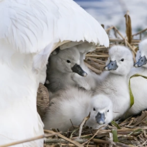 Mute Swan (Cygnus olor) cygnets, sheltering under adult female at nest, Suffolk, England, May