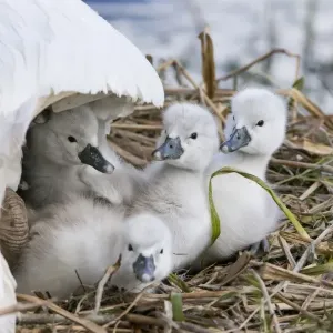 Mute Swan Cygnets Print, England Mute Swan Cygnets Print, England